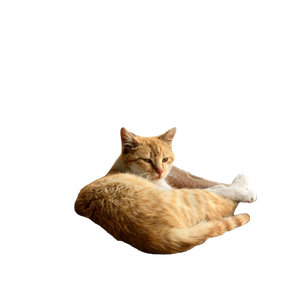 White And Orange Cat Relaxing On A Patterned Armchair Outdoors On A Sunny Day 14071 - Cat PNG image with transparent background